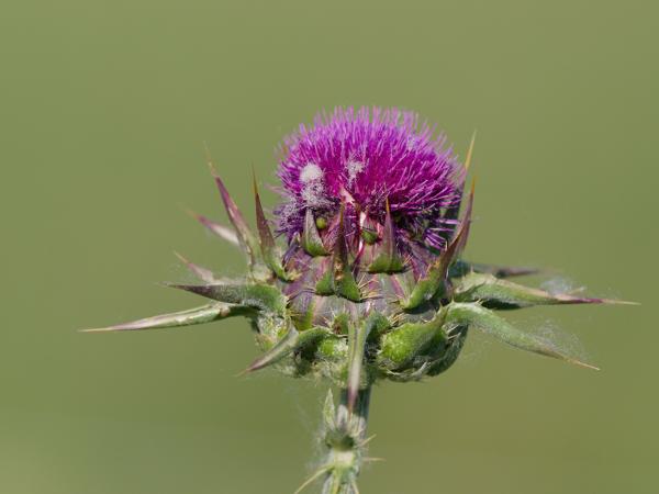 <h3>Silybum&nbsp;marianum / Milk&nbsp;thistle / Mariadistel</h3>OM-1 Mark II met OLYMPUS M.150-400mm F4.5 TC, 1/2000 sec  bij F5.6, ISO 640, afstand 2.92&nbsp;m